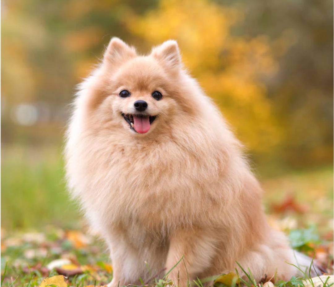 Simba - original photo for personalized comic book